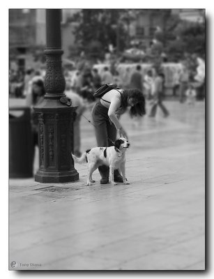 DogCity
