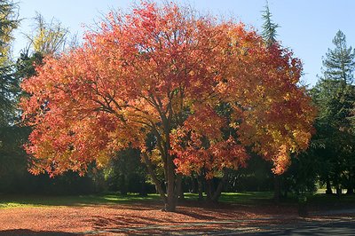 Autumn Color  Tree #2