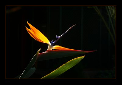 Bird of paradise