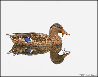 Female Mallard