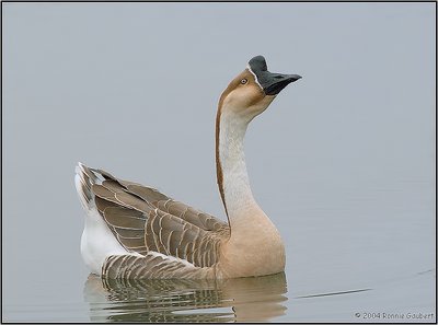 Domestic Goose