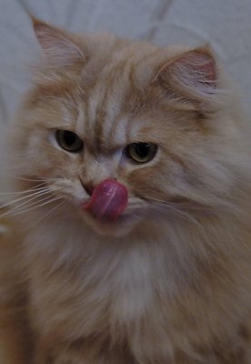 Cat in a Lick