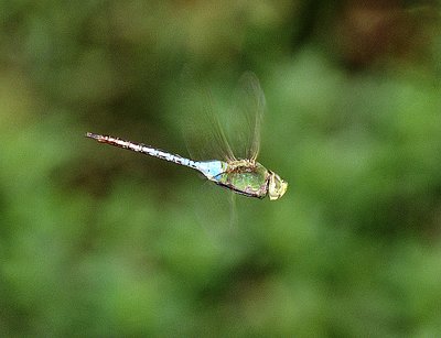 Dragon Flight