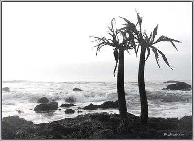 Mini Palms in B/W