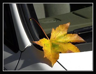 Leaf on my car