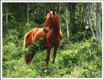 wild red horse