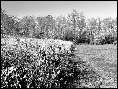 Autumn field