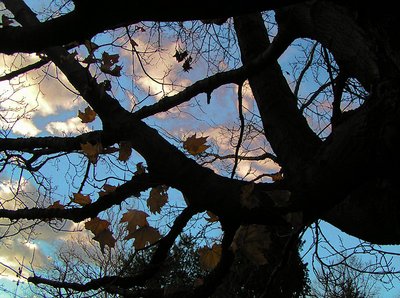 The Branches & Clouds Above Us