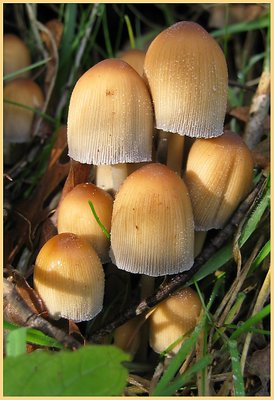 autumn beauties