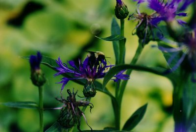 Bumblebee on Wildflower