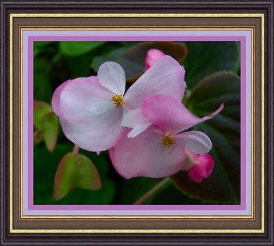 Pink Begonia