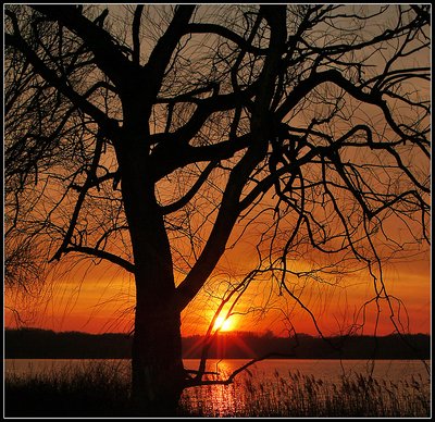 Sunset through the tree