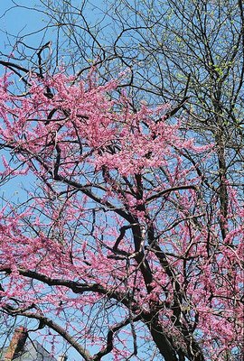 Spring in Virginia - II