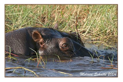 Hippo male