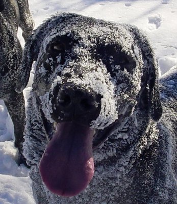 Snow Dog