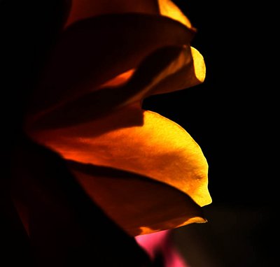 Beauty Revealed