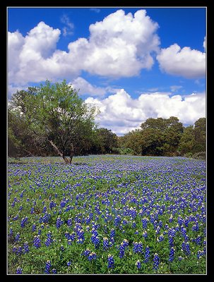 Field of Bluebonnets