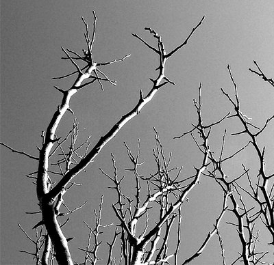 Branches #2