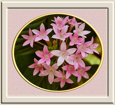 Pink Egyptian Stars