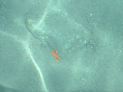 sea star