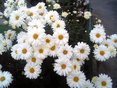 White Flowers