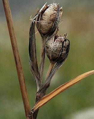 Seeds-2-