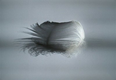 a little feather