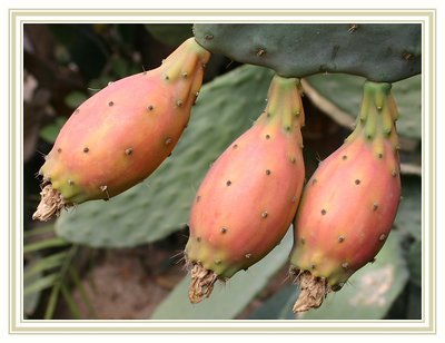 Cactus Fruit