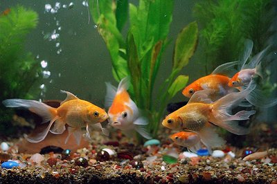 "FISHY" Conference