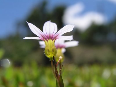 Flores Irmas