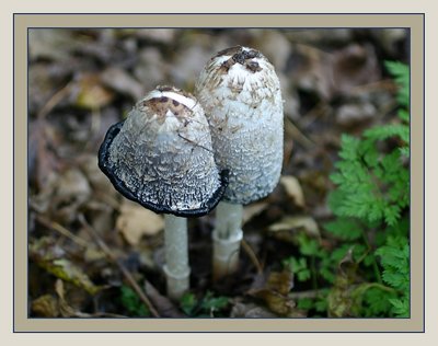 Mushrooms