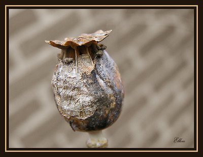 Capsule of a poppy