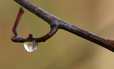 A "world" in a drop.