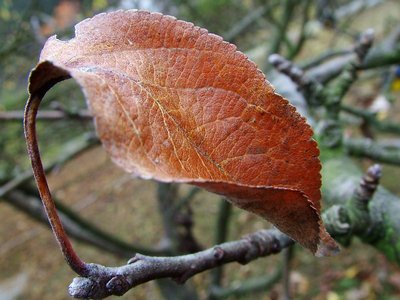 autumn garden