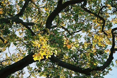 Leaves in the Light