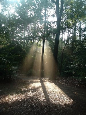 Golden Shadows