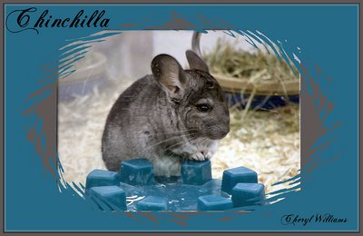 Chinchilla