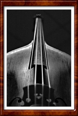 The Bass
