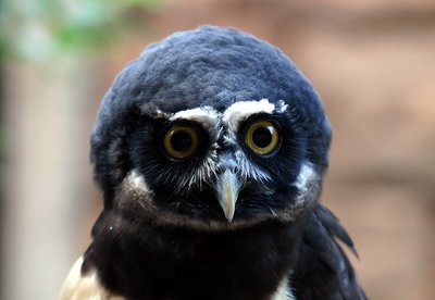 Spectacled Owl