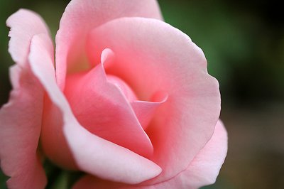 Pink Rose