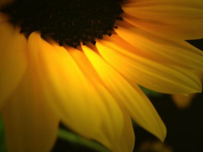 Sunflower closeup