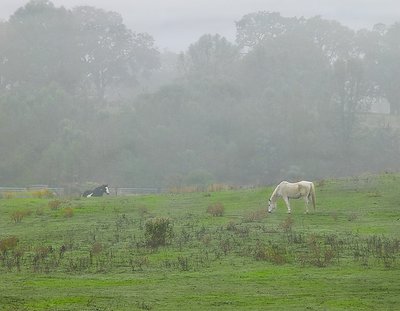 White Horse Foggy Morning