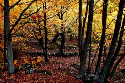 Magic Autumn...