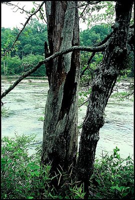 Dead Tree on Banks of the BROAD RIVER