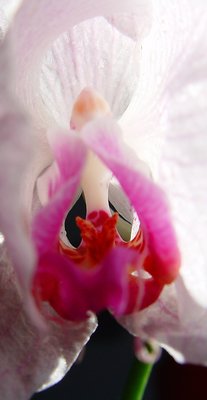 Orchid