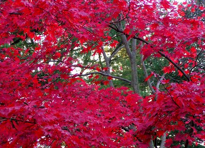 Red Profusion