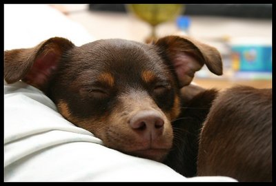 Sleeping Puppy