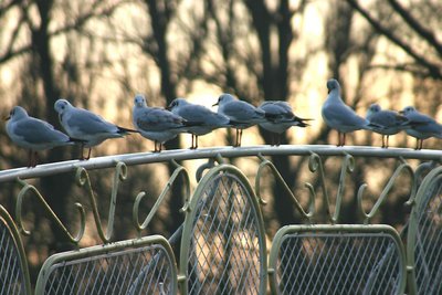 birds on bridgerail at sunset