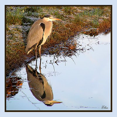 Mirror for a heron