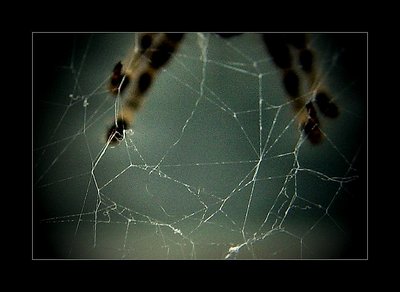 Into the Spider's world#14